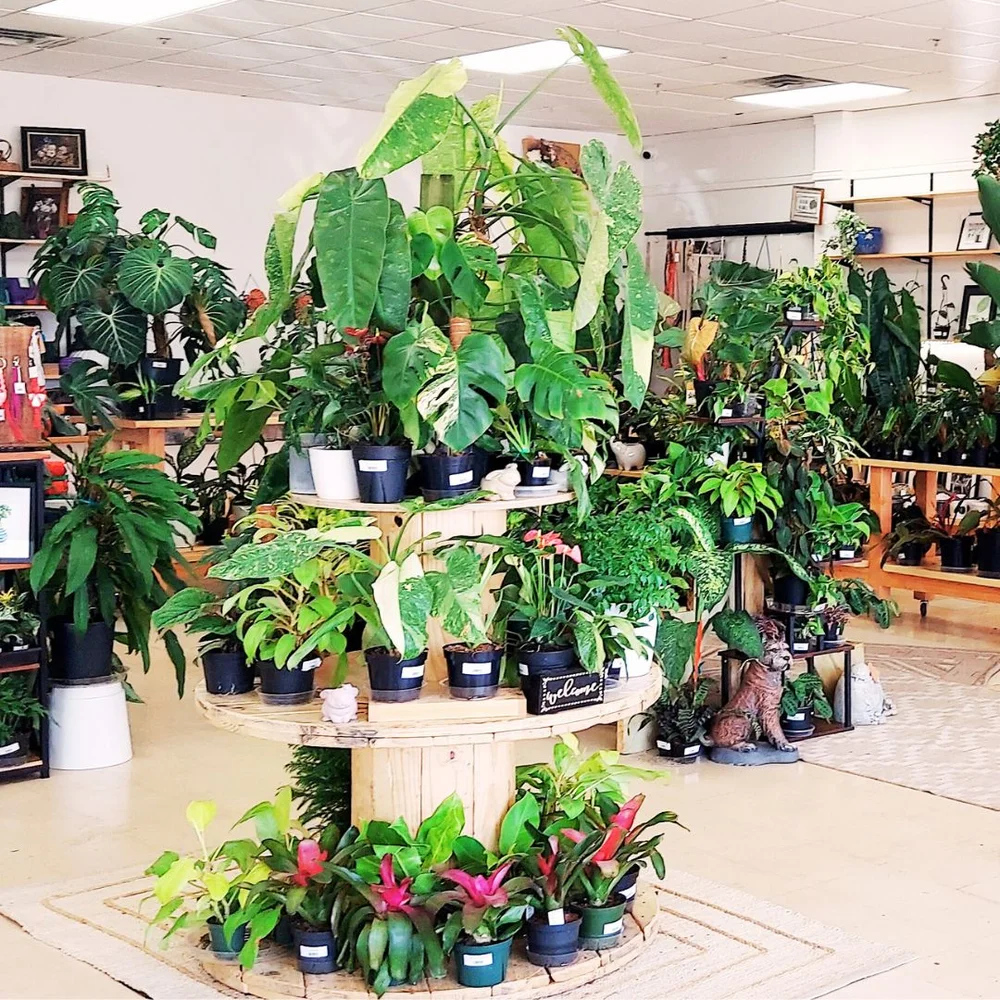 Plants and greenery inside Paloma’s Plants in Broken Arrow, where our church gathers